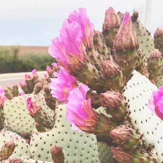 Arizona Prickly Pear Soap Bar