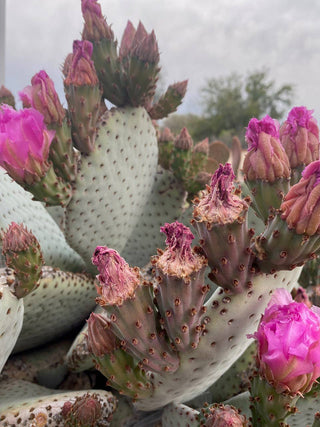 Arizona Prickly Pear Soap Bar